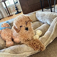 Bowen joined the competition — help win amazing prizes! bone, brown, carpet, couch, cozy, curly_hair, cute, dog, dog_bed, floor, furniture, indoor, living_room, natural_light, pet, plush_toy, puppy, relaxed, table, window