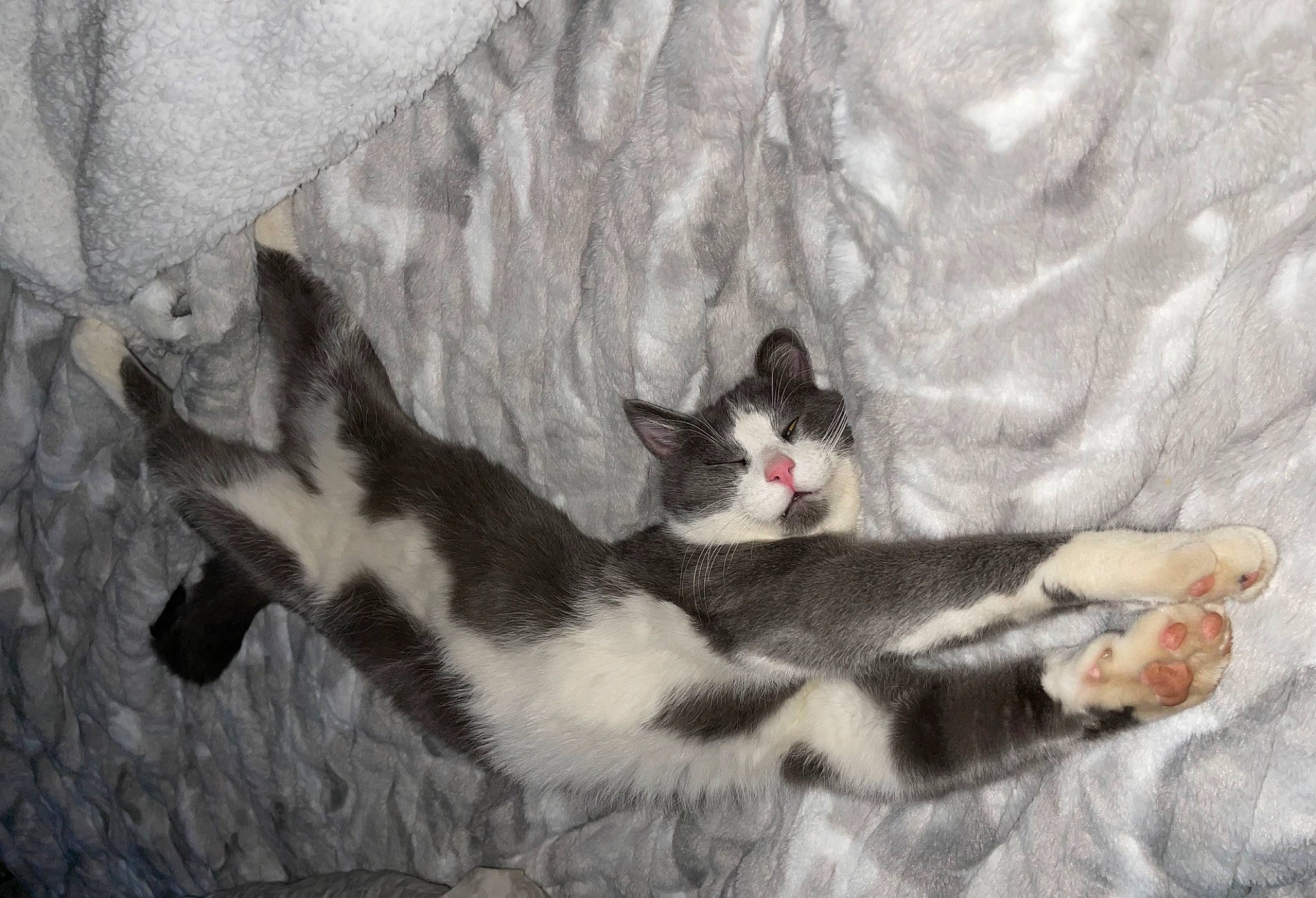 Kilo is registered to the contest to win money with this photo: carnivore, cat, claw, comfort, domestic_short_haired_cat, eye, felidae, foot, fur, grey, head, linens, nap, paw, small_to_medium_sized_cats, snout, tail, tree, whiskers, wood