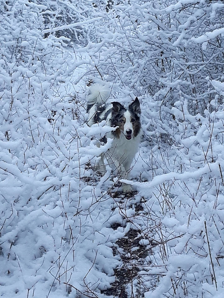 Guizmo a rejoint le concours — aidez-le/la à gagner de superbes lots ! border_collie, canidae, carnivore, dog, dog_breed, forest, freezing, frost, fur, monochrome, monochrome_photography, natural_landscape, plant, precipitation, snow, sporting_group, twig, wildlife, winter, wood