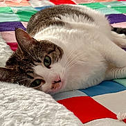 Peanut is registered to the contest to win money with this photo: animal, cat, closeup, colorful, cozy, cute, fur, green_eyes, indoor, lying_down, nap_time, patchwork, pet, quilt, relaxed, resting, soft_texture, tabby, whiskers, white_fur