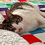 animal, cat, closeup, colorful, cozy, cute, fur, green_eyes, indoor, lying_down, nap_time, patchwork, pet, quilt, relaxed, resting, soft_texture, tabby, whiskers, white_fur