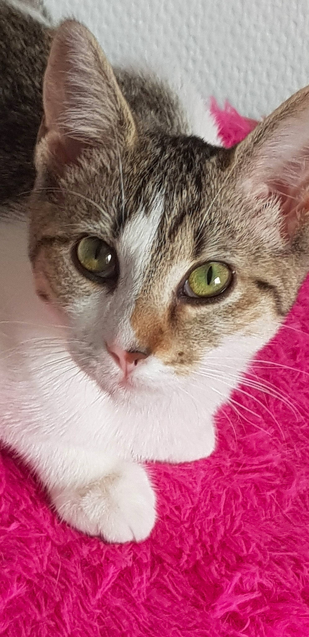 Pistache participe au concours pour gagner de l'argent avec cette photo : aegean_cat, american_wirehair, asian, australian_mist, carnivore, cat, domestic_short_haired_cat, european_shorthair, eye, felidae, german_rex, kitten, mammal, pink, singapura, small_to_medium_sized_cats, snout, tabby_cat, vertebrate, whiskers