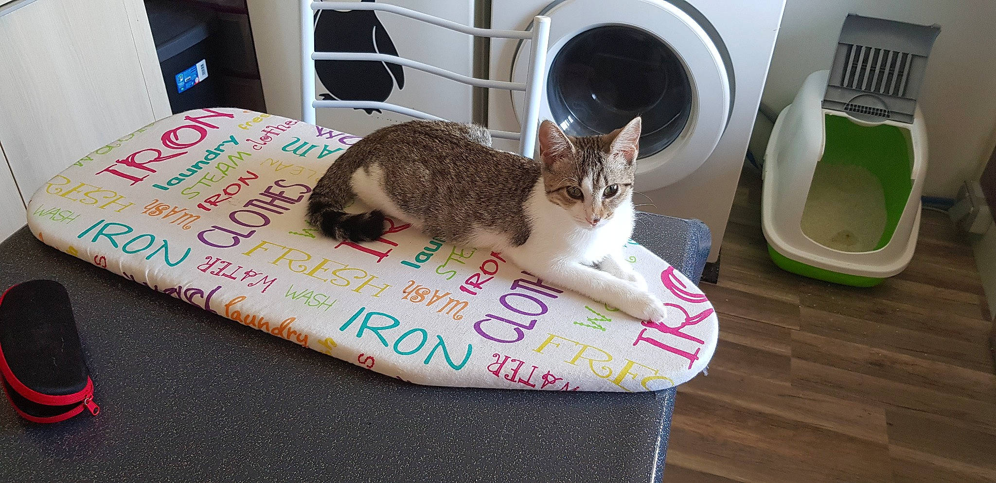 Pistache a rejoint le concours — aidez-le/la à gagner de superbes lots ! carnivore, cat, cat_bed, cat_supply, domestic_short_haired_cat, european_shorthair, felidae, kitten, pet_supply, small_to_medium_sized_cats, table, tail, whiskers