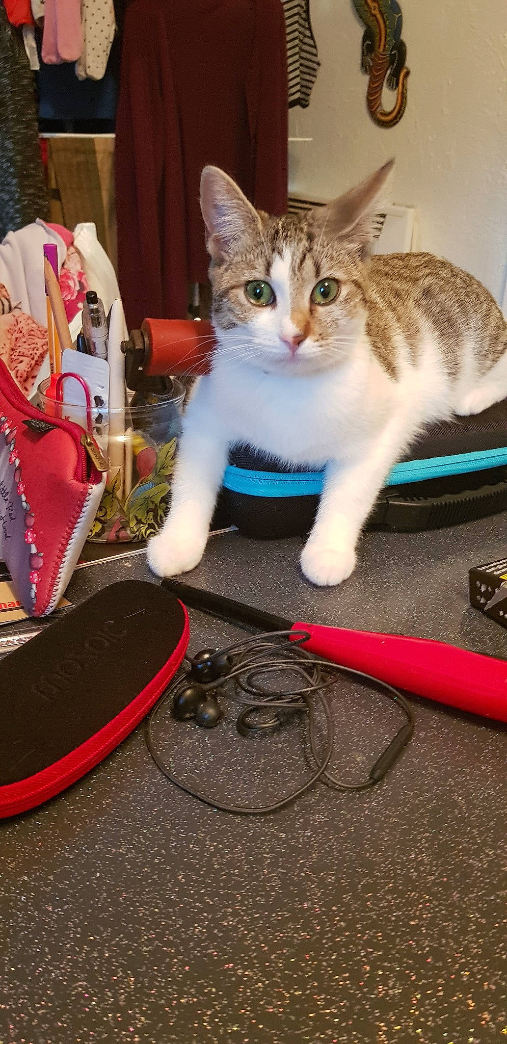 Pistache participe au concours pour gagner de l'argent avec cette photo : aegean_cat, asian, carnivore, cat, domestic_short_haired_cat, european_shorthair, felidae, kitten, polydactyl_cat, small_to_medium_sized_cats, tabby_cat, tail, whiskers