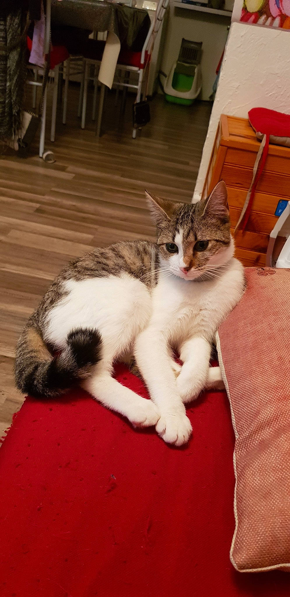 Pistache a rejoint le concours — aidez-le/la à gagner de superbes lots ! aegean_cat, american_wirehair, carnivore, cat, domestic_short_haired_cat, european_shorthair, felidae, fur, kitten, mammal, paw, polydactyl_cat, small_to_medium_sized_cats, tail, whiskers