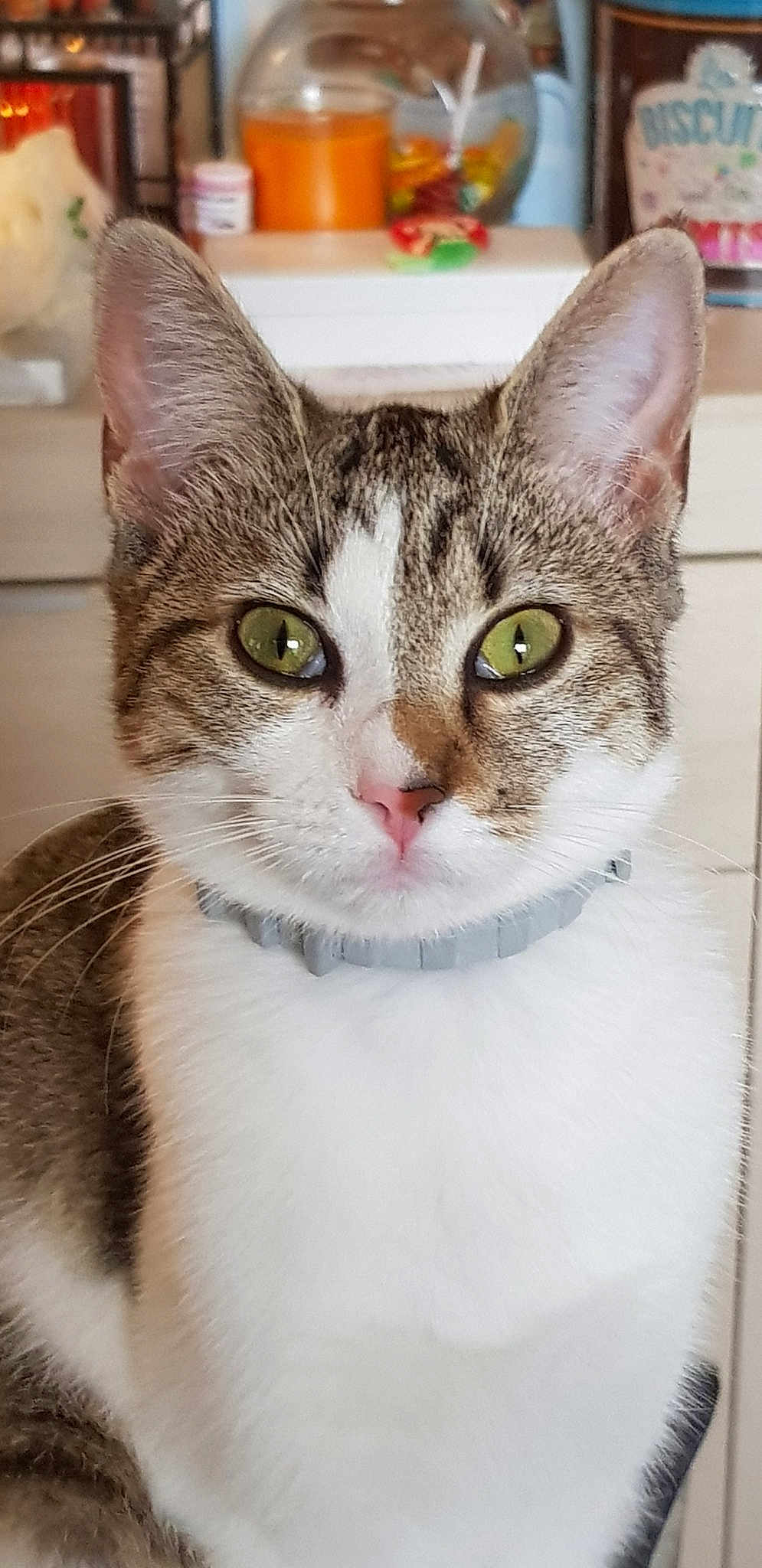 Pistache