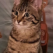 Appy participe au concours pour gagner de l'argent avec cette photo : alert, animal, cat, closeup, curious, domestic_animal, ears, face, feline, fur, indoor, looking, mammal, pet, portrait, sitting, striped, tabby_cat, whiskers, young_cat