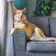 Maple is registered to the contest to win money with this photo: dog, husky, blue_eyes, tongue_out, paw, fur, collar, sofa, couch, pillow, armrest, curtain, living_room, houseplant, indoor, pet_portrait, relaxed, smiling, seat, cozy