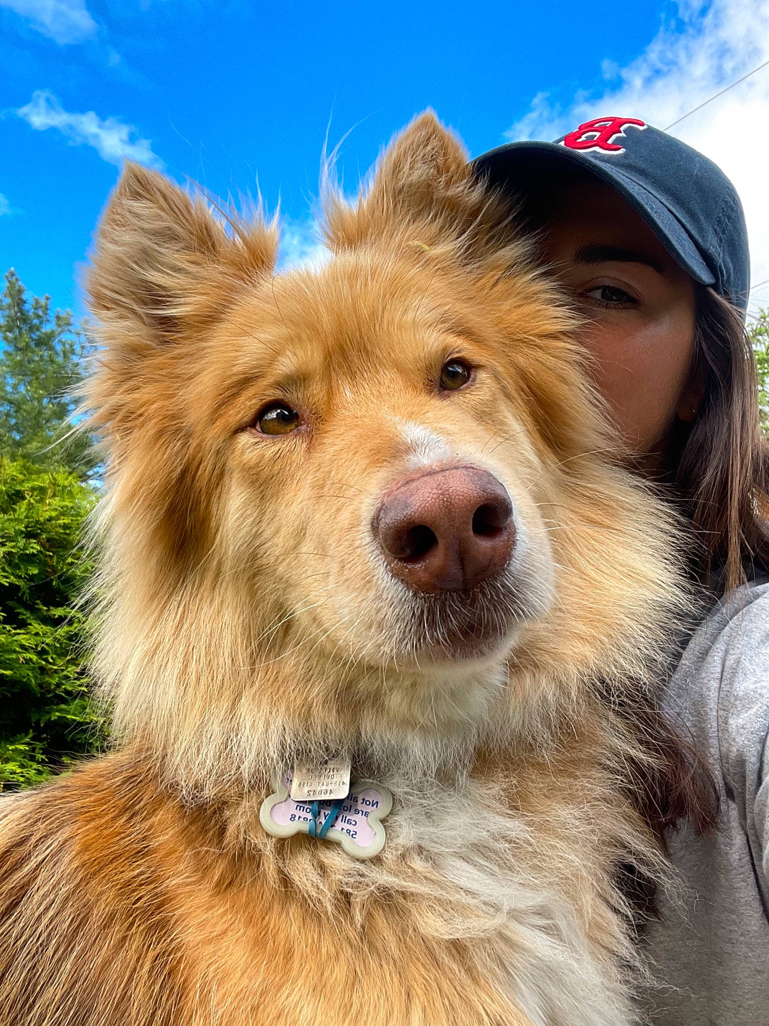 Chikka participe au concours pour gagner de l'argent avec cette photo : canidae, carnivore, cloud, collar, companion_dog, dog, dog_breed, fawn, fun, fur, happy, head, liver, mammal, sky, snout, sporting_group, tree, whiskers, working_dog