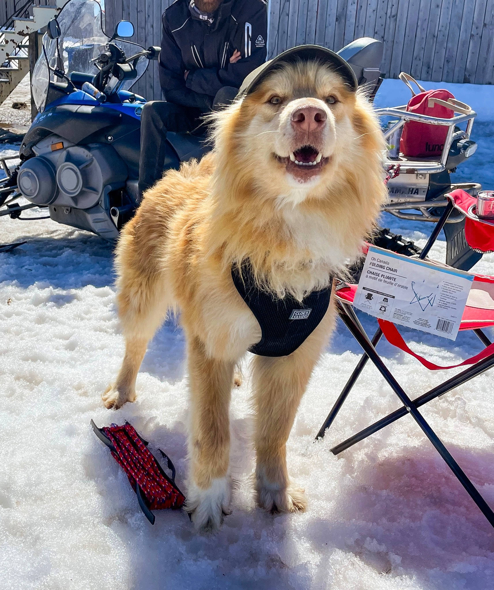 Chikka participe au concours pour gagner de l'argent avec cette photo : blue, carnivore, chair, companion_dog, dog, dog_breed, dog_sports, dog_supply, fur, giant_dog_breed, herding_dog, junior_showmanship, leash, pet_supply, snow, spitz, sporting_group, street_fashion, wheel, winter