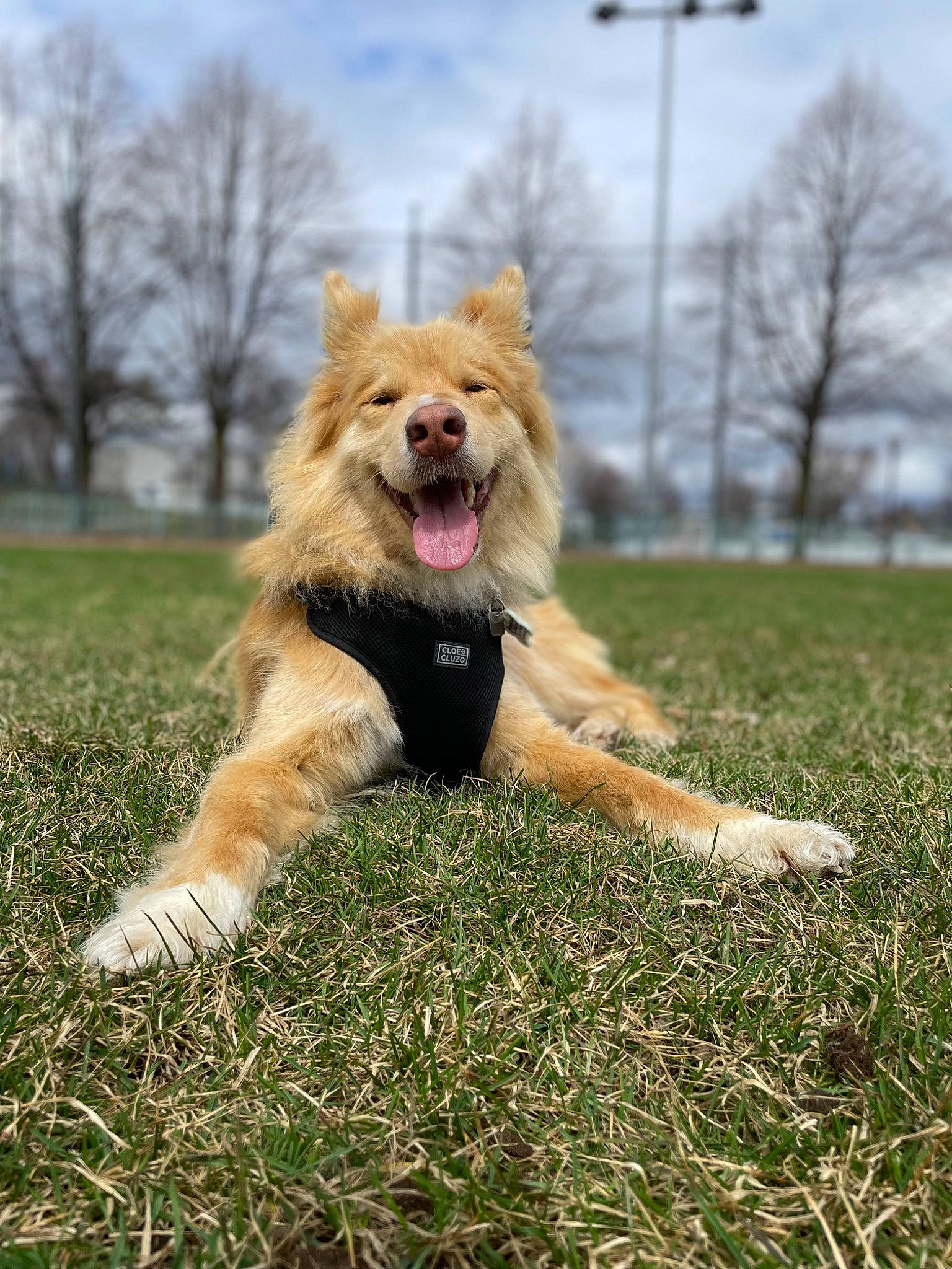 Chikka a rejoint le concours — aidez-le/la à gagner de superbes lots ! canidae, carnivore, cloud, companion_dog, dog, dog_breed, dog_supply, fur, giant_dog_breed, grass, grassland, plant, sky, snout, sporting_group, street_light, tail, terrestrial_animal, tree, walking