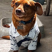 Chewy is registered to the contest to win money with this photo: dog, brown_dog, pet, shirt, clothing, bow_tie, collar, indoor, floor, food_bowl, animal, portrait, sitting, cute, canine, domestic_animal, looking_away, ears, paws, tag