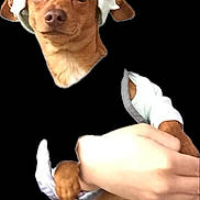 Chewy joined the competition — help win amazing prizes! animal, black_background, brown_dog, clothing, companion, cute, dog, domestic_animal, ears, face, friendly, fur, hand, hoodie, human_hand, looking, pet, portrait, puppy, small_dog