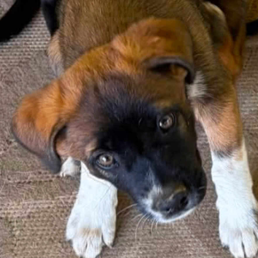 Freya joined the competition — help win amazing prizes! puppy, dog, brown, black, white, carpet, indoor, cute, animal, pet, playful, young, fur, looking_up, floor, stacked, two_dogs, canine, friendly, portrait