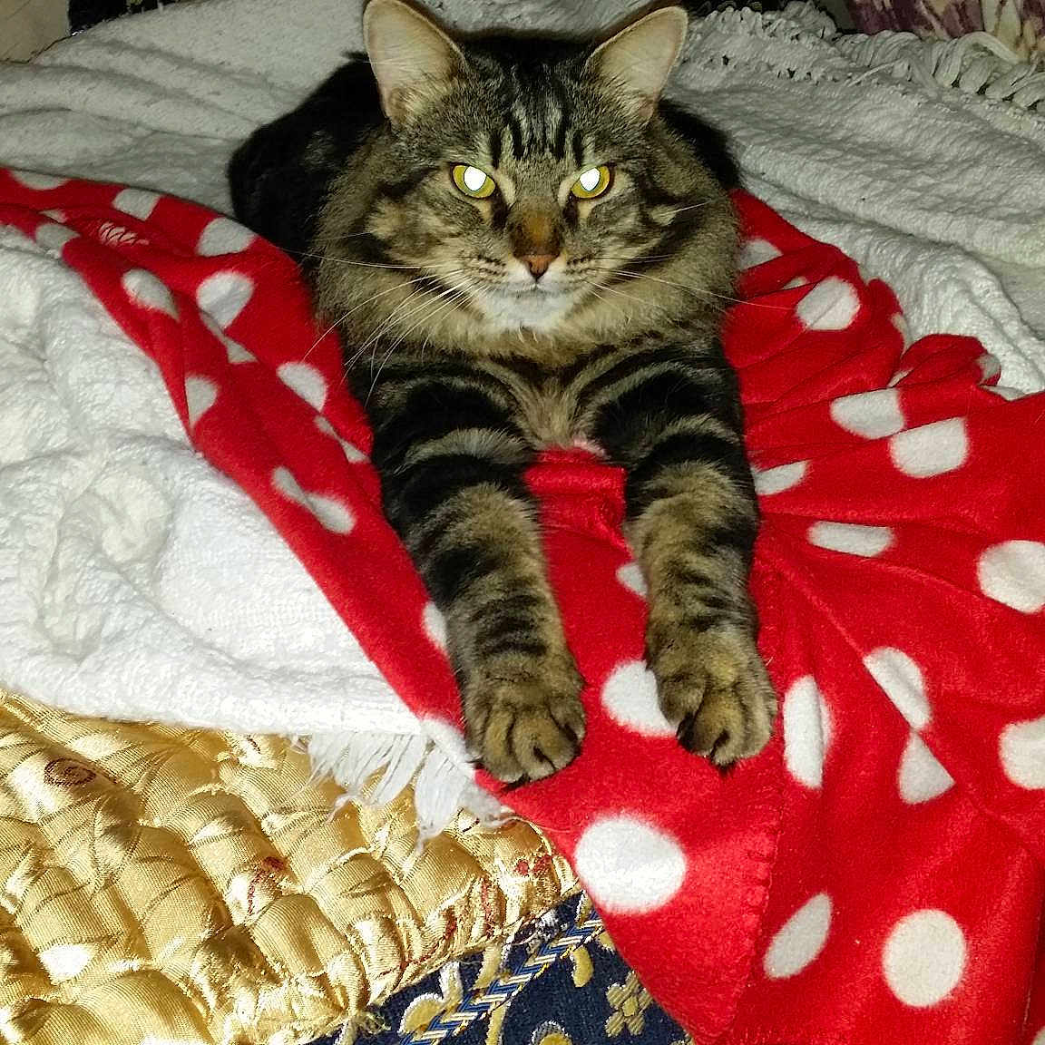 Junior