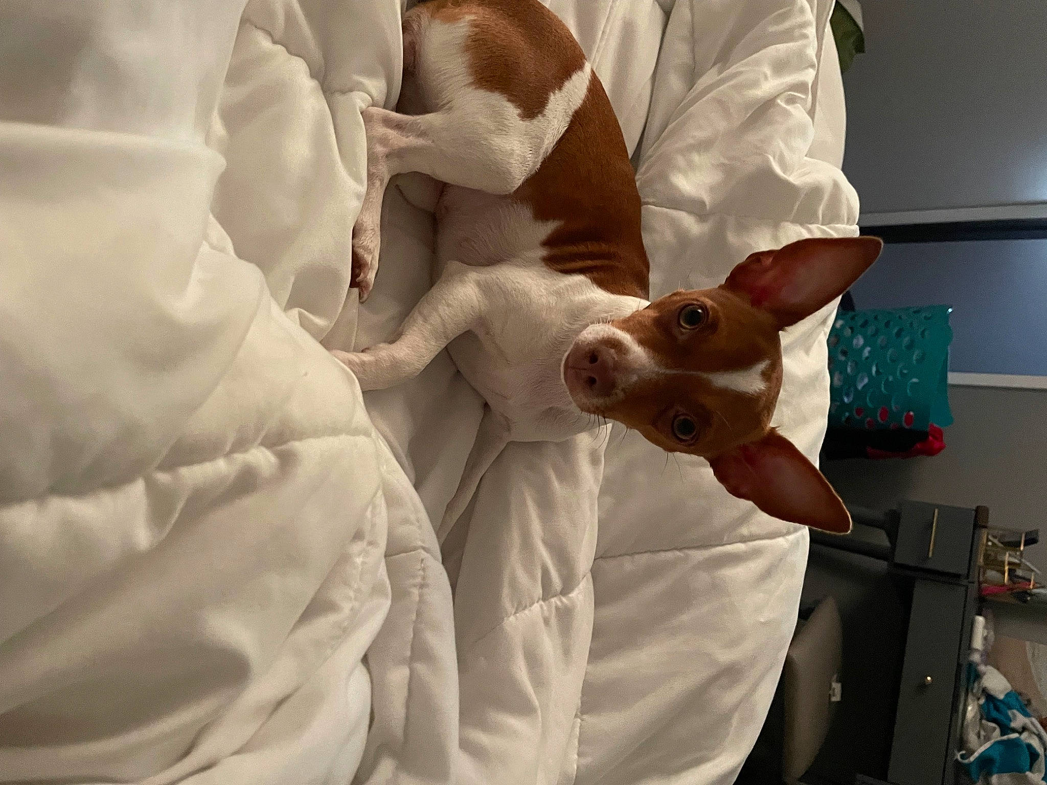 Georgia is registered to the contest to win money with this photo: abdomen, bed, comfort, companion_dog, ear, elbow, finger, fur, gesture, health_care, hospital, linens, medical, medical_procedure, patient, safety_glove, service, sleeve, white_coat, wrist