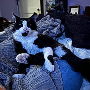 Nuggle Booty joined the competition — help win amazing prizes! cat, black_and_white, relaxed, knitted_blanket, cozy, indoor, pet, feline, laying_down, fur, whiskers, paw, resting, cute, animal, domestic, fur_pattern, bed, cushion, soft
