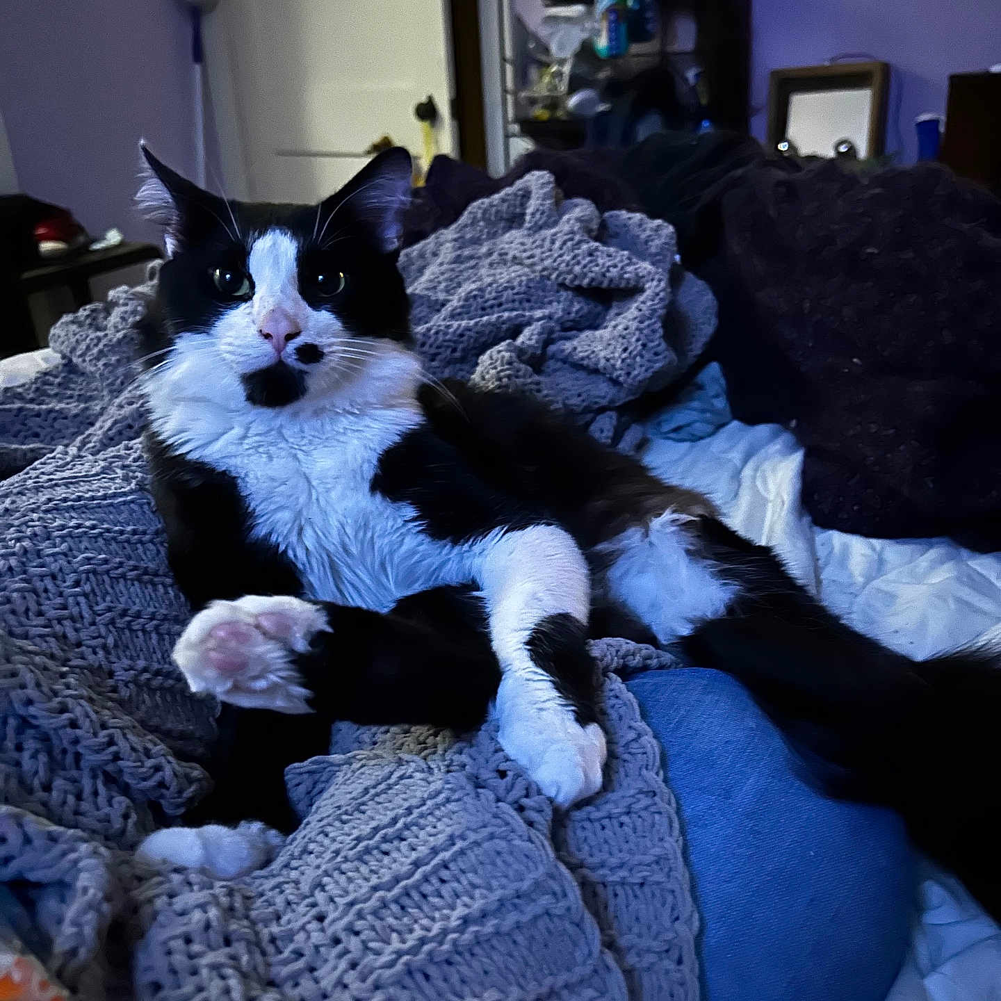 Nuggle Booty joined the competition — help win amazing prizes! cat, black_and_white, relaxed, knitted_blanket, cozy, indoor, pet, feline, laying_down, fur, whiskers, paw, resting, cute, animal, domestic, fur_pattern, bed, cushion, soft