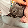 kitten, gray_cat, pet, furry, cute, close_up, hand, blanket, soft_texture, cozy, resting, domestic_cat, collar, indoor, comfort, fur, sleepy, animal, mammal, cute_pet