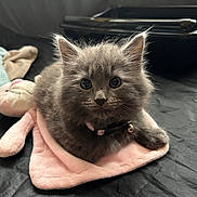 Cosmo is registered to the contest to win money with this photo: kitten, cat, gray_cat, fluffy, pet, animal, cute, indoor, blanket, pink, soft_toy, toy, resting, collar, bell, closeup, feline, young, curious, cozy