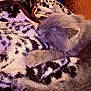 Cosmo is registered to the contest to win money with this photo: cat, sleeping, person, fuzzy_jacket, paw, cozy, indoor, close_up, relaxation, pet, fur, comfort, rest, warm, nap, animal, soft_texture, face, human, zipper