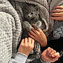 Cosmo is registered to the contest to win money with this photo: kitten, cat, gray_cat, blanket, hands, cozy, soft, fur, pet, cute, snuggling, indoor, comfort, resting, warm, sleepy, animal, closeup, relaxing, young_cat