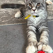 Arlow a rejoint le concours — aidez-le/la à gagner de superbes lots ! kitten, cat, pet, indoor, toy, crocheted_toy, gray_cat, white_paws, curious, stretching, collar, floor, rug, ears, whiskers, claws, playful, closeup, animal, cute