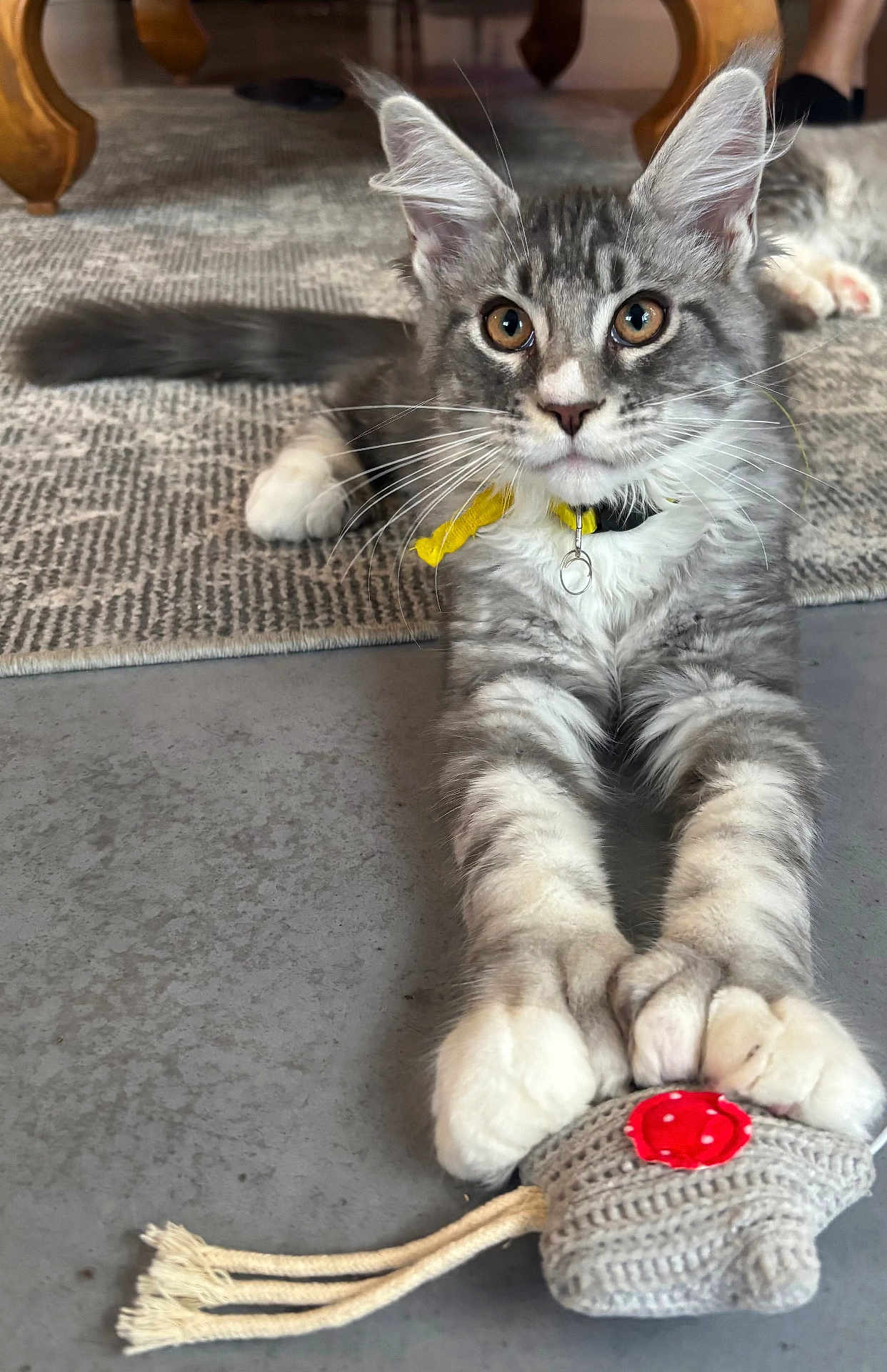 Arlow a rejoint le concours — aidez-le/la à gagner de superbes lots ! kitten, cat, pet, indoor, toy, crocheted_toy, gray_cat, white_paws, curious, stretching, collar, floor, rug, ears, whiskers, claws, playful, closeup, animal, cute