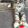 Arlow participe au concours pour gagner de l'argent avec cette photo : kitten, cat, toy, crocheted_toy, paws, gray_cat, white_paws, curious_eyes, indoor, rug, floor, furniture_legs, pet, playful, closeup, whiskers, collar, yellow_ribbon, stretching, domestic_cat