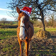 Keelne participe au concours pour gagner de l'argent avec cette photo : bridle, field, grass, horse, landscape, mammal, mane, mare, mustang_horse, organism, pack_animal, pasture, plant, recreation, rein, rural_area, sorrel, tree, vertebrate, wildlife
