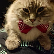 Maxou a rejoint le concours — aidez-le/la à gagner de superbes lots ! animal, blanket, bow_tie, cat, close_up, cozy, cute, domestic, face, feline, fluffy, fur, indoor, mammal, paws, pet, resting, soft, striped, whiskers