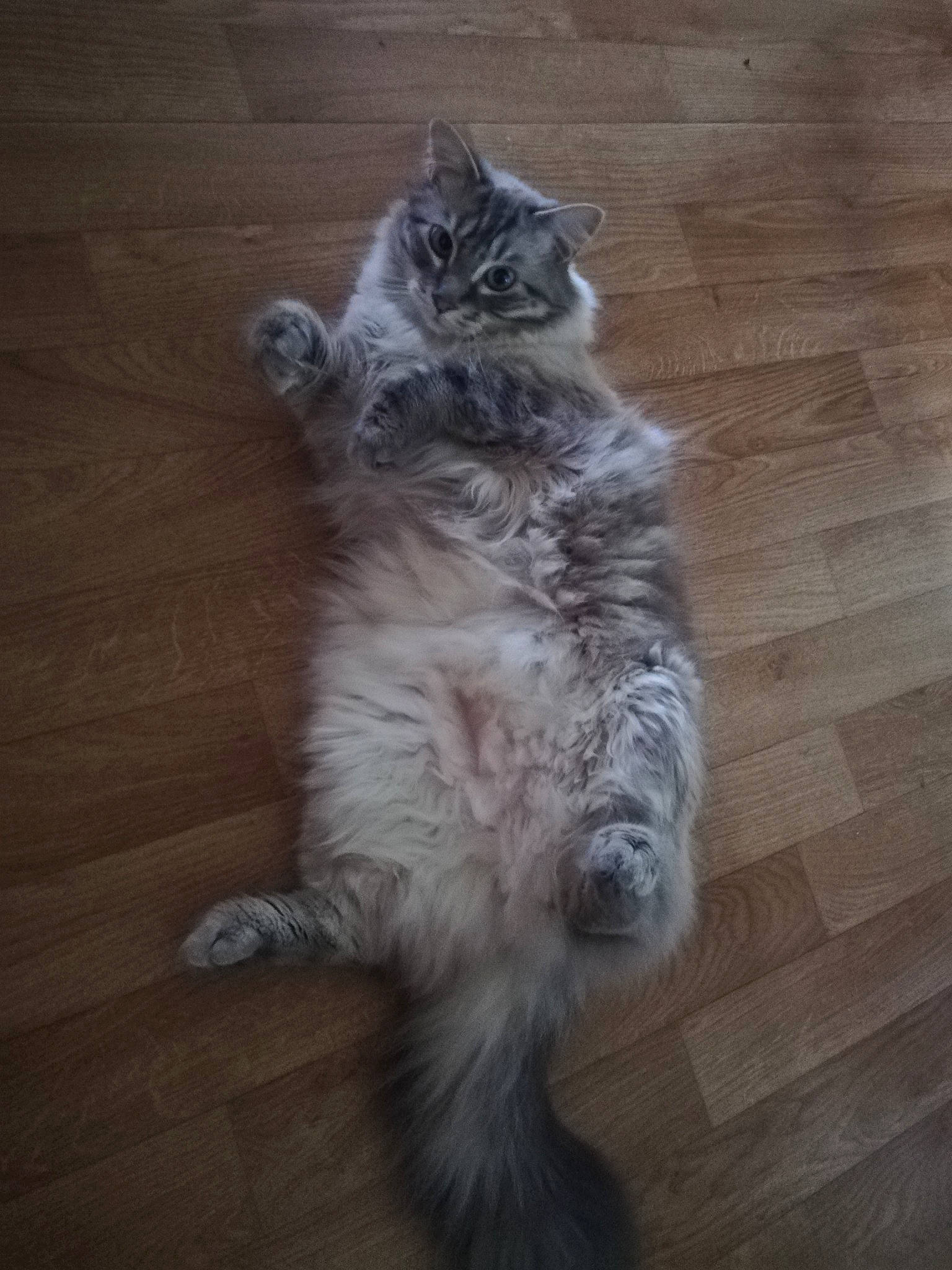 Maxou participe au concours pour gagner de l'argent avec cette photo : american_curl, asian_semi_longhair, british_longhair, british_semi_longhair, carnivore, cat, domestic_long_haired_cat, european_shorthair, felidae, fur, kitten, maine_coon, mammal, nebelung, norwegian_forest_cat, ragamuffin, siberian, small_to_medium_sized_cats, tail, whiskers