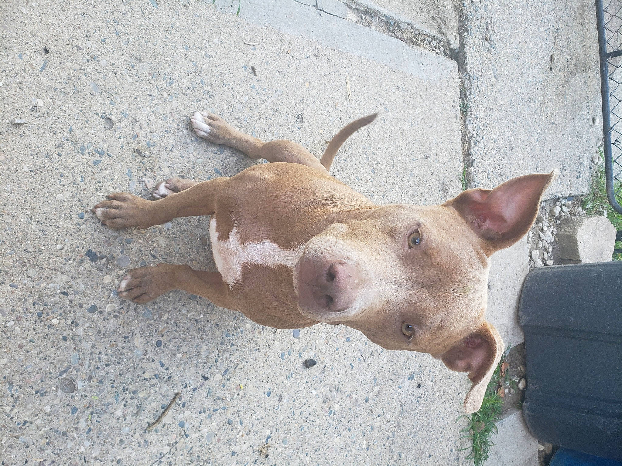 Harley is registered to the contest to win money with this photo: canidae, carnivore, collar, companion_dog, dog, dog_breed, dog_supply, fawn, jaw, non_sporting_group, paw, pet_supply, plant, snout, sporting_group, tail, terrestrial_animal, working_animal