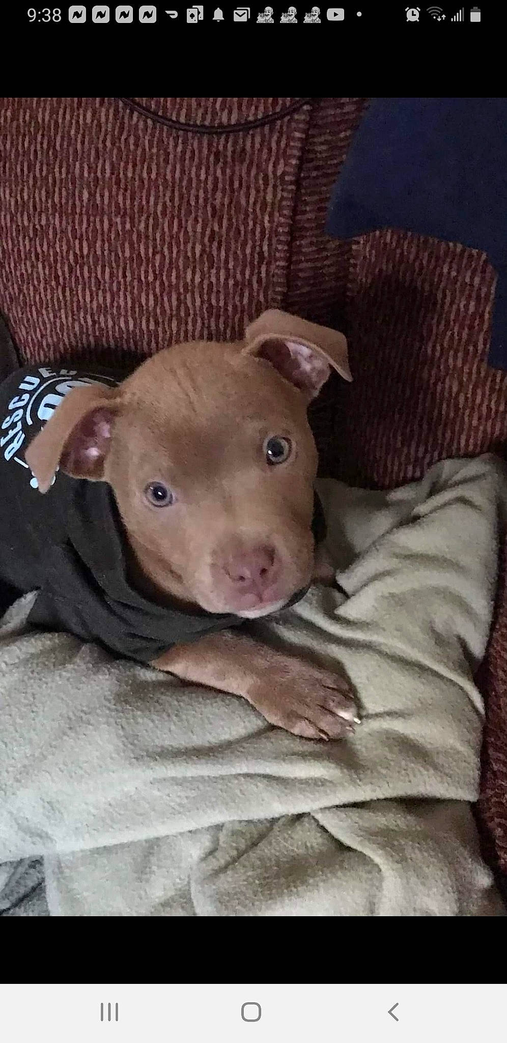 Harley is registered to the contest to win money with this photo: canidae, carnivore, comfort, companion_dog, dog_breed, domestic_pig, fawn, fur, linens, livestock, puppy, room, snout, sporting_group, suidae, terrestrial_animal, toy, whiskers, wood, working_animal