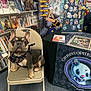artwork, bandana, bookshelf, carpet, chair, comic_books, cute, display, dog, ears, face, french_bulldog, merchandise, poster, sitting, stickers, store, table, tablecloth, vendor_booth