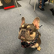 Dexter Enzo is registered to the contest to win money with this photo: animal, bandana, big_eyes, brown_fur, carpet, cute, dog, ears, floor, french_bulldog, indoor, leash, looking_up, person_legs, pet, portrait, shop_interior, sitting, tile_mat, wrinkles