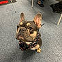 Dexter Enzo joined the competition — help win amazing prizes! adorable, attention, bandana, big_eyes, carpet, companion, cute, dog, ears, floor, french_bulldog, indoor, looking_up, muzzle, nose, paw, pet, portrait, sitting, whiskers