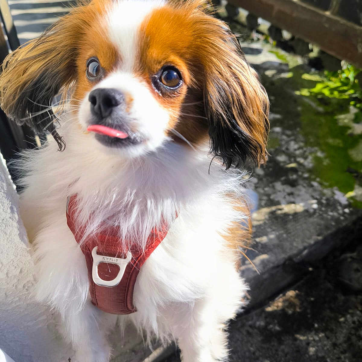 Sweety participe au concours pour gagner de l'argent avec cette photo : dog, puppy, fluffy, brown_and_white, harness, outdoor, sunlight, shadow, fence, pet, cute, small_dog, tongue_out, animal, mammal, fur, expression, playful, close_up, companion