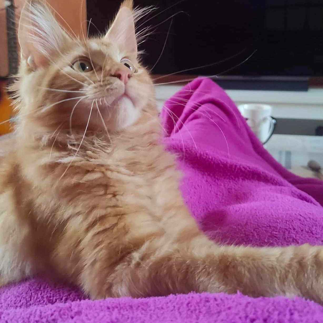 Vaillant participe au concours pour gagner de l'argent avec cette photo : blanket, cat, closeup, domestic_animal, ears, feline, fluffy, fur, household, indoor, lg_logo, living_room, mammal, orange_cat, pet, purple_blanket, relaxing, resting, television, whiskers