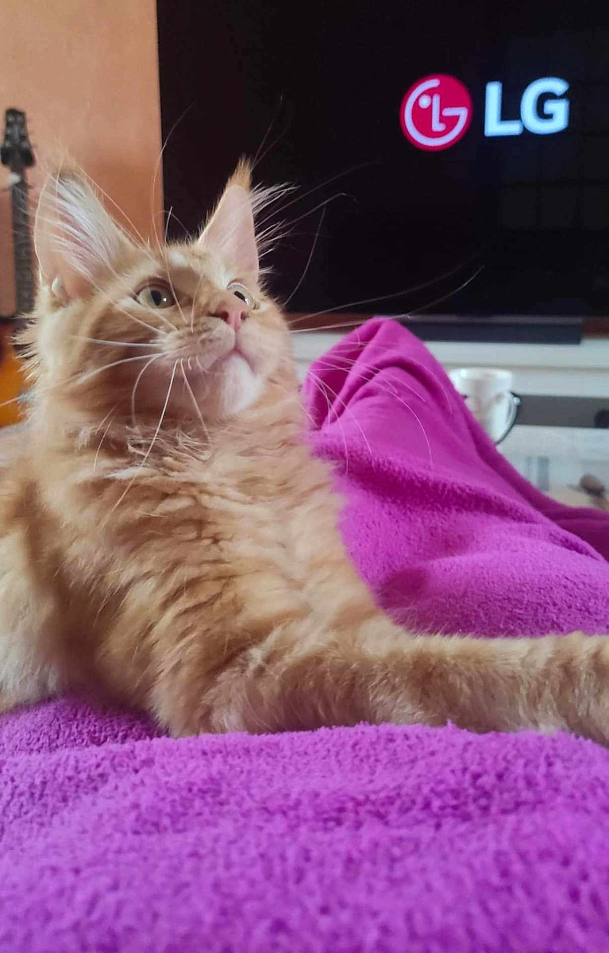 Vaillant participe au concours pour gagner de l'argent avec cette photo : cat, orange_cat, fluffy, pet, indoor, blanket, purple_blanket, feline, whiskers, ears, television, lg_logo, living_room, relaxing, fur, closeup, domestic_animal, mammal, household, resting