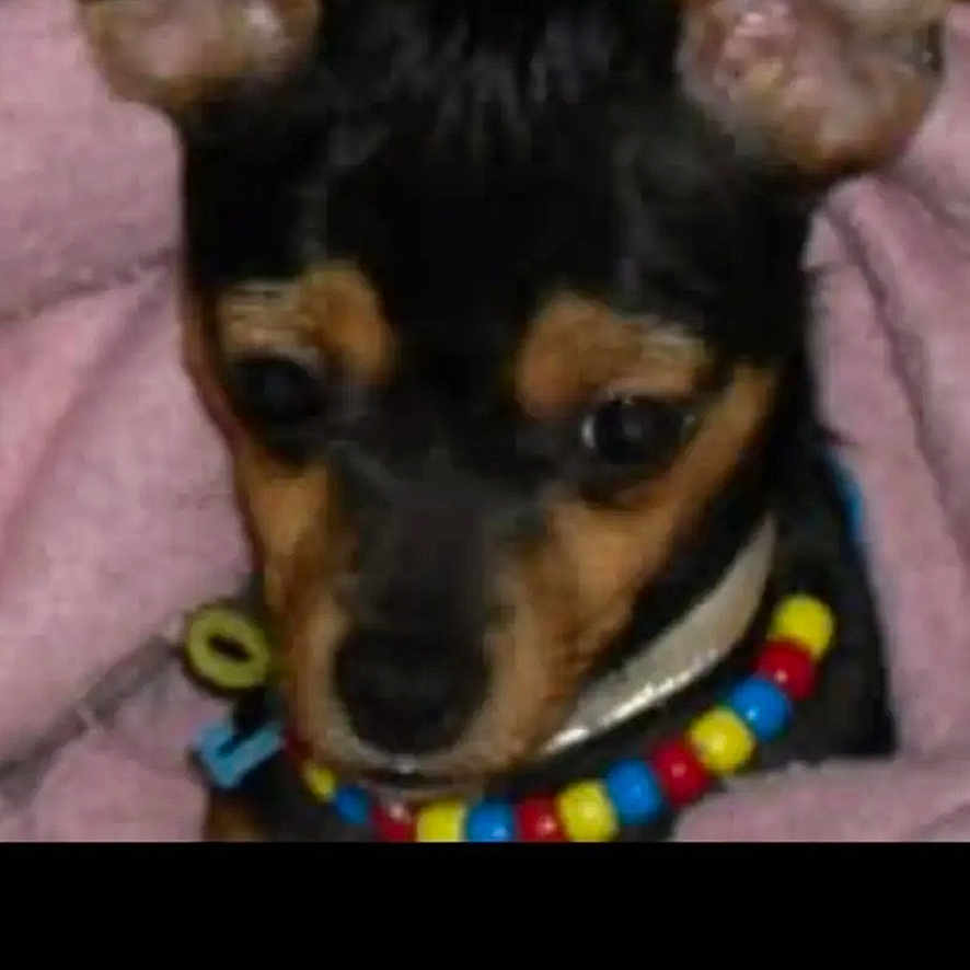 Ruca