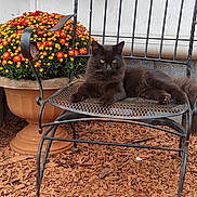 Spooky is registered to the contest to win money with this photo: animal, cat, daylight, feline, flower_pot, flowers, garden, gray_cat, green_eyes, metal_chair, nature, outdoor, pet, plant, relaxed, resting, rustic, sitting, summer, wood_chips