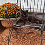 animal, cat, daylight, feline, flower_pot, flowers, garden, gray_cat, green_eyes, metal_chair, nature, outdoor, pet, plant, relaxed, resting, rustic, sitting, summer, wood_chips