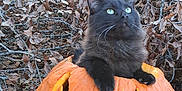 Spooky is registered to the contest to win money with this photo: animal, autumn, black_cat, branch, carved_pumpkin, cat, curious, cute, fall_leaves, fluffy, green_eyes, halloween, jack_o_lantern, leaf_litter, nature, orange, outdoor, pumpkin, seasonal, sitting