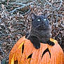 animal, autumn, black_cat, branch, carved_pumpkin, cat, curious, cute, fall_leaves, fluffy, green_eyes, halloween, jack_o_lantern, leaf_litter, nature, orange, outdoor, pumpkin, seasonal, sitting