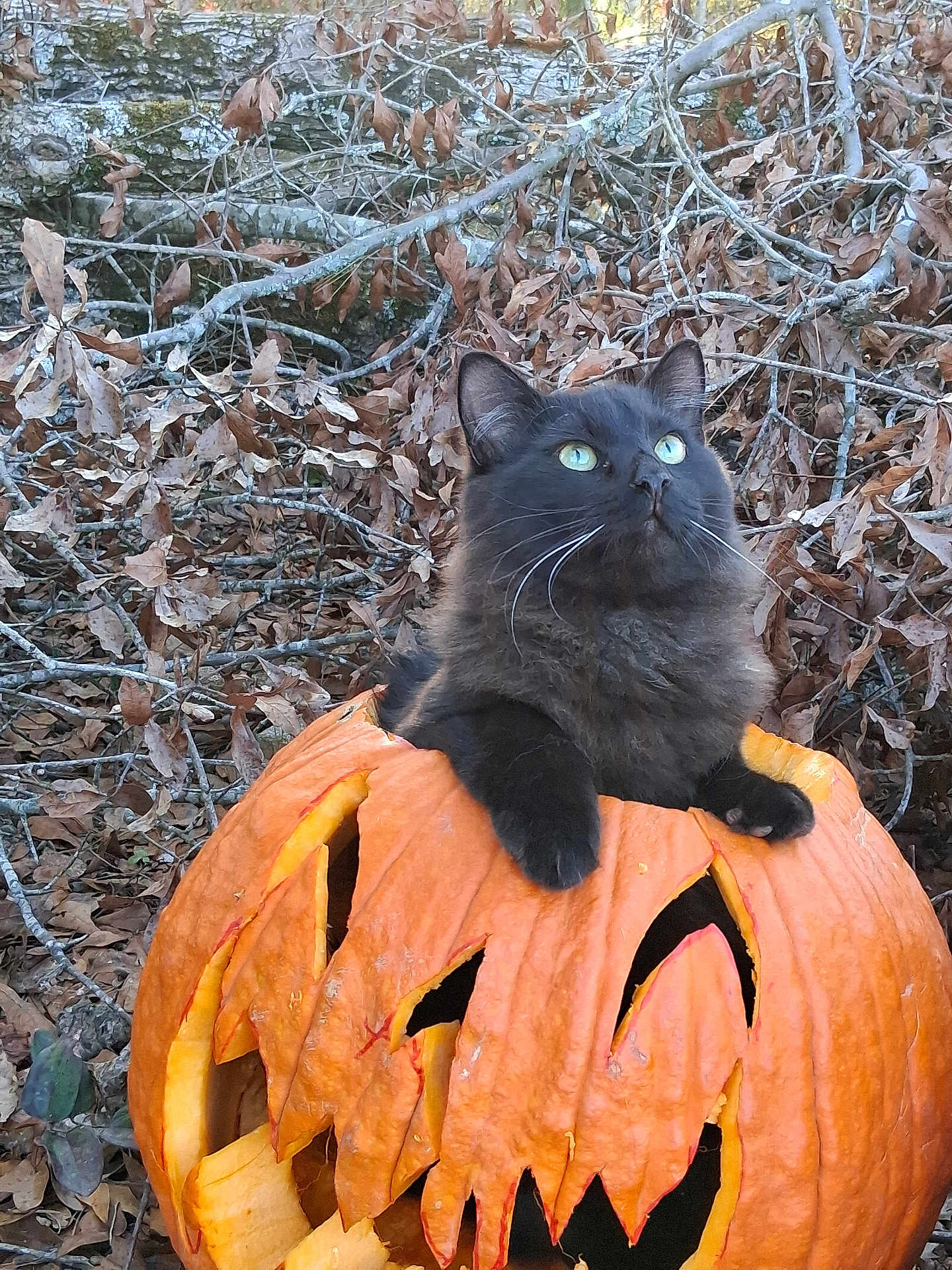 Spooky is registered to the contest to win money with this photo: animal, autumn, black_cat, branch, carved_pumpkin, cat, curious, cute, fall_leaves, fluffy, green_eyes, halloween, jack_o_lantern, leaf_litter, nature, orange, outdoor, pumpkin, seasonal, sitting