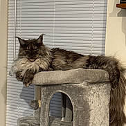 Mikey joined the competition — help win amazing prizes! cat, feline, fluffy, long_hair, pet, indoor, cat_tree, window_blinds, gray, relaxed, lounging, animal, mammal, whiskers, ears, tail, soft, fur, resting, houseplant