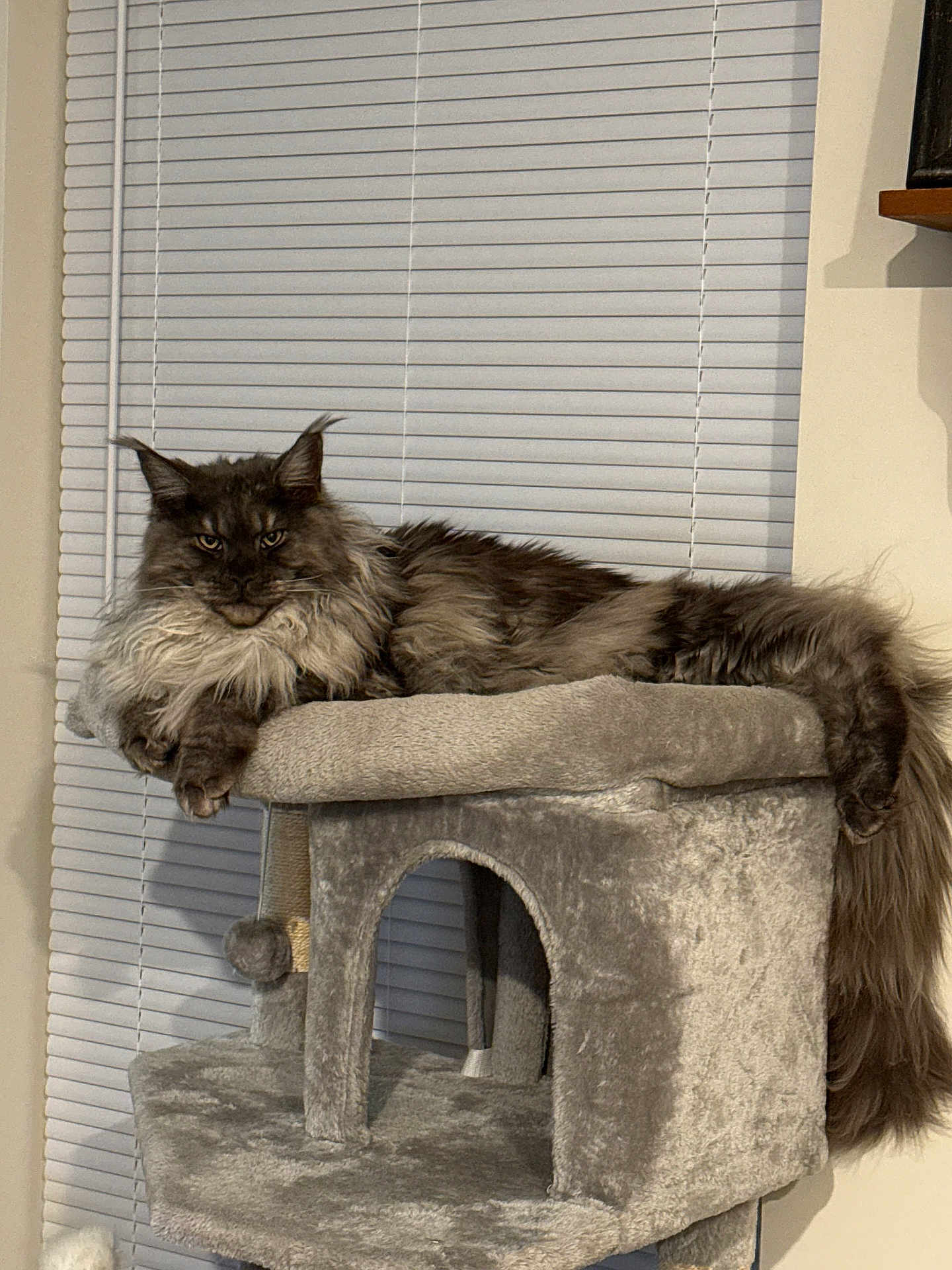 Mikey joined the competition — help win amazing prizes! cat, feline, fluffy, long_hair, pet, indoor, cat_tree, window_blinds, gray, relaxed, lounging, animal, mammal, whiskers, ears, tail, soft, fur, resting, houseplant