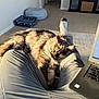 carpet, cat, comfort, cozy, fluffy, furniture, gray_pants, home, indoor, lap, laptop, person, pet_bed, relaxed, resting, sleeping, sock, sunlight, tabby_cat, technology