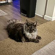 Mikey joined the competition — help win amazing prizes! cat, fluffy, yellow_eyes, carpet, floor, trash_bin, indoor, pet, animal, feline, resting, fur, ears, home, domestic, quiet, relaxed, looking, mammal, cozy
